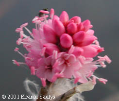 Polygonum amphibium L.