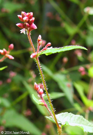 Polygonum arifolium L.