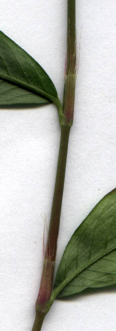 Polygonum caespitosum Blume