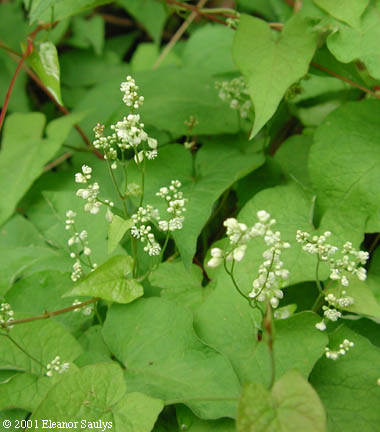 Polygonum cilinode Michx.