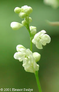 Polygonum cilinode Michx.