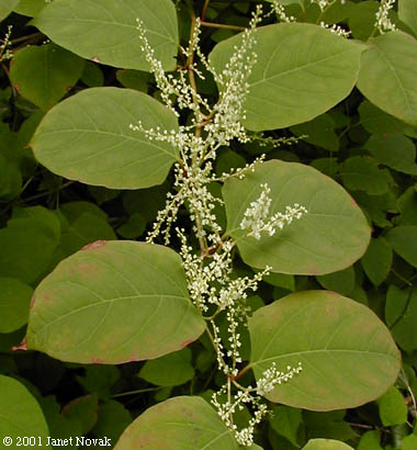 Polygonum cuspidatum Sieb. & Zucc.