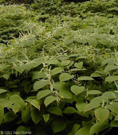 Polygonum cuspidatum Sieb. & Zucc.