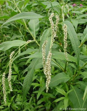 Polygonum lapathifolium L.