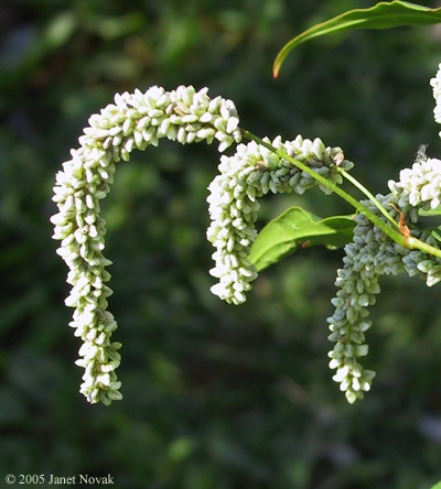 Polygonum lapathifolium L.