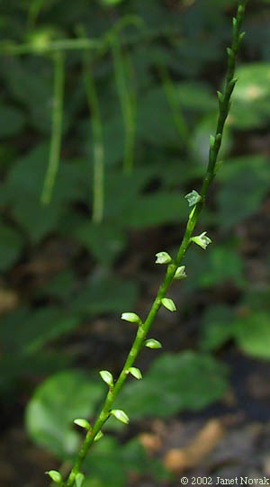 Polygonum virginianum L.
