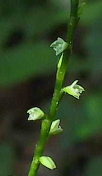 Polygonum virginianum L.