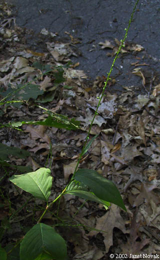 Polygonum virginianum L.