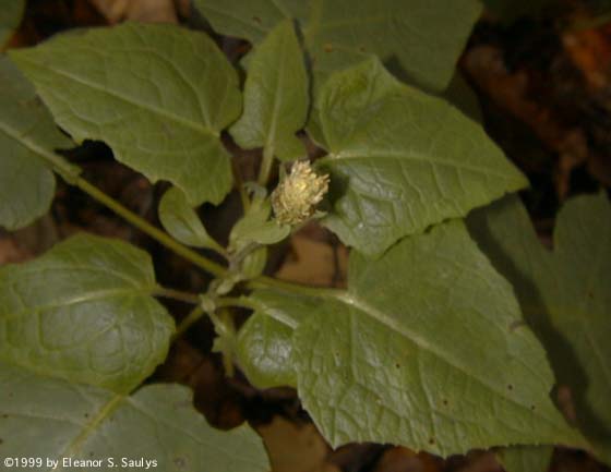 Polymnia canadensis L.