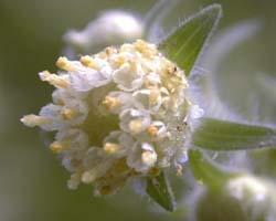 Polymnia canadensis L.