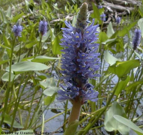 Pontederia cordata L.