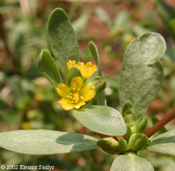 Portulaca oleracea L.