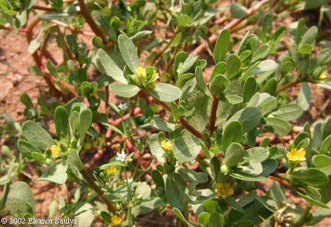 Portulaca oleracea L.