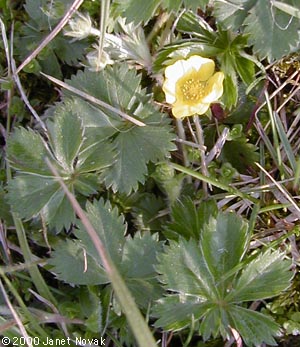 Potentilla canadensis L.