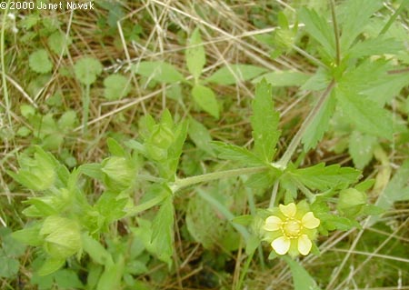 Potentilla norvegica L.
