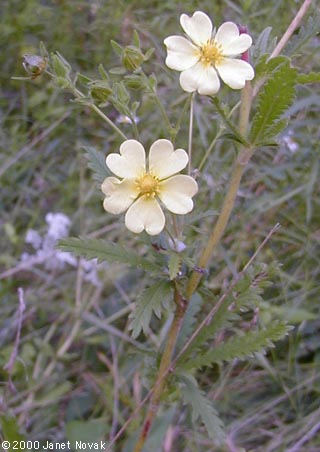 Potentilla recta L.