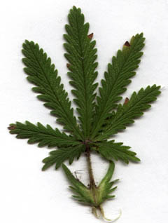 Potentilla recta L.
