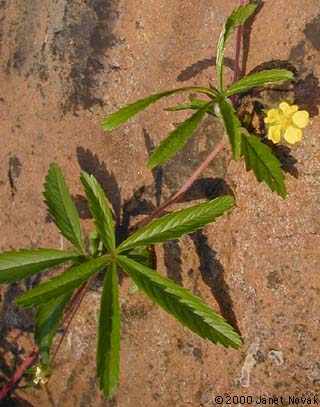 Potentilla simplex Michx.
