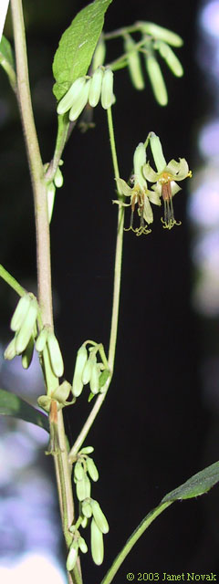 Prenanthes altissima L.