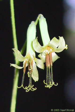 Prenanthes altissima L.