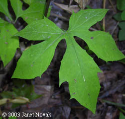 Prenanthes altissima L.