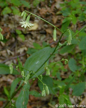 Prenanthes trifoliolata (Cass.) Fern.
