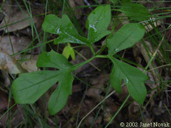 Prenanthes trifoliolata (Cass.) Fern.