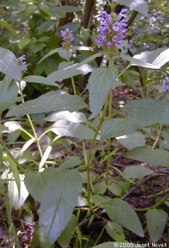 Prunella vulgaris L.