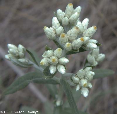 Pseudognaphalium obtusifolium (L.) Hilliard & Burtt