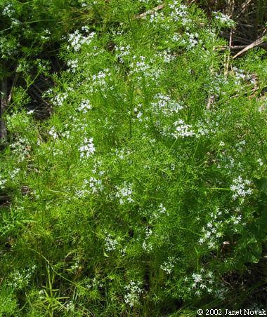 Ptilimnium capillaceum (Michx.) Raf.