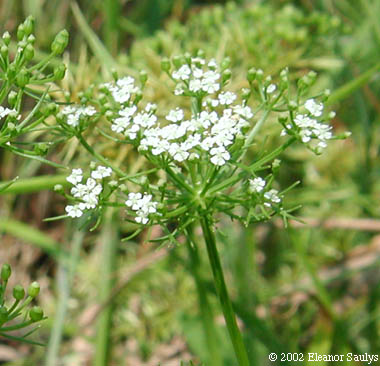 Ptilimnium capillaceum (Michx.) Raf.