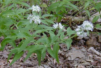 Pycnanthemum clinopodioides Torr. & Gray