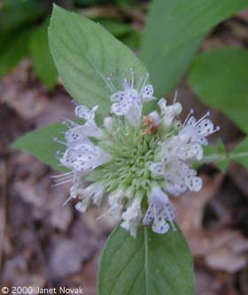 Pycnanthemum clinopodioides Torr. & Gray