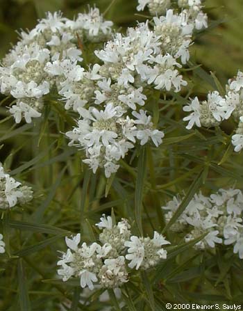 Pycnanthemum tenuifolium Schrad.