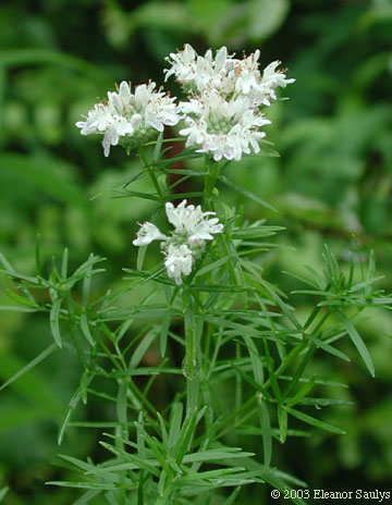 Pycnanthemum tenuifolium Schrad.