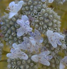 Pycnanthemum tenuifolium Schrad.