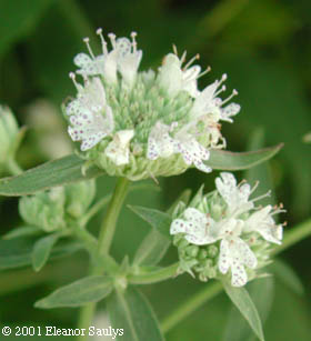 Pycnanthemum virginianum (L.) T. Dur. & B.D. Jackson ex B.L. Robins. & Fern.