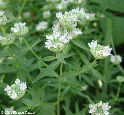Pycnanthemum virginianum (L.) T. Dur. & B.D. Jackson ex B.L. Robins. & Fern.