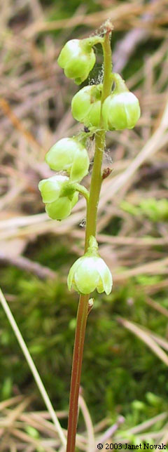 Pyrola chlorantha Sw.