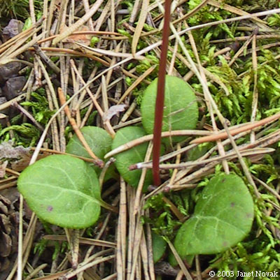 Pyrola chlorantha Sw.