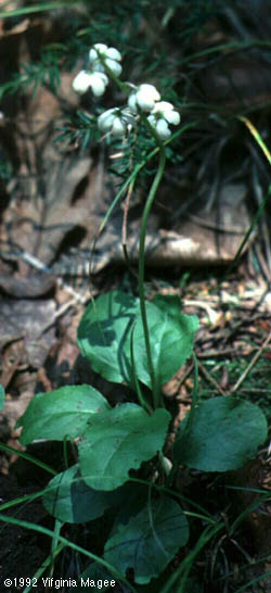 Pyrola elliptica Nutt.