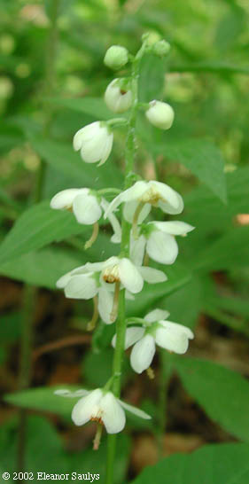 Pyrola elliptica Nutt.