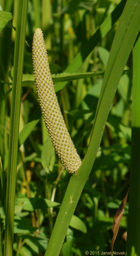 Acorus calamus L.