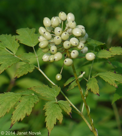 Actaea rubra (Ait.) Willd.