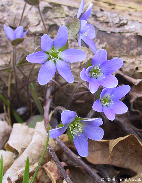 Hepatica nobilis Schreb. var. obtusa (Pursh) Steyermark