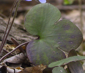 Hepatica nobilis Schreb. var. obtusa (Pursh) Steyermark