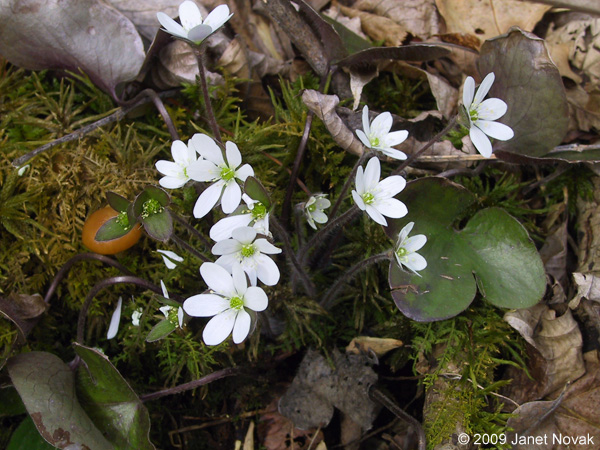 Hepatica nobilis Schreb. var. obtusa (Pursh) Steyermark
