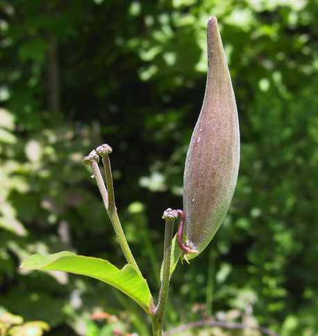 Asclepias purpurascens L.