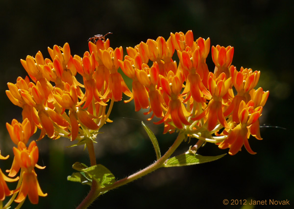 Asclepias tuberosa L.