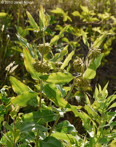 Asclepias viridiflora Raf.